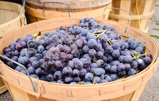 best grapes for jelly